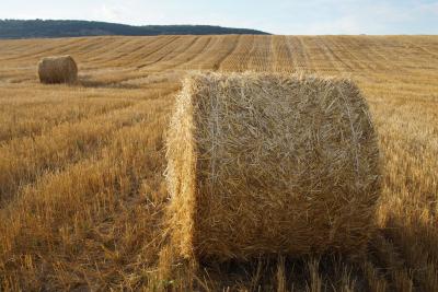 Прикрепленное изображение: A58DSC03603-1.jpg